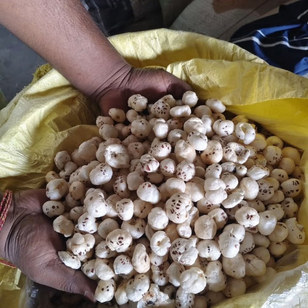 Export Grade Makhana